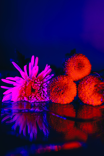 Exotic pink and red flowers in neon blue light with water reflection on the table
