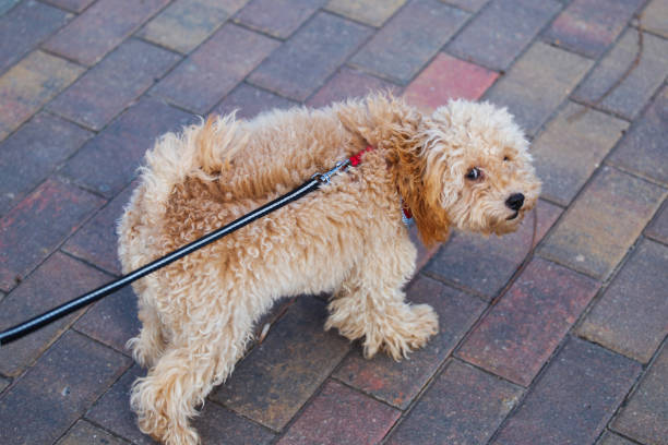 istock Toy poodle puppy walking on a leash 1605848773