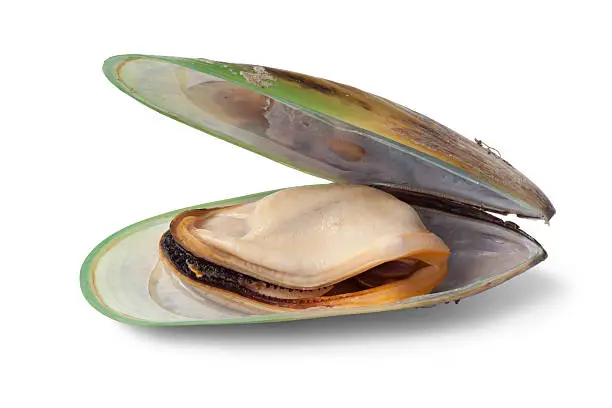 Fresh cooked Green lipped mussel from New Zealand