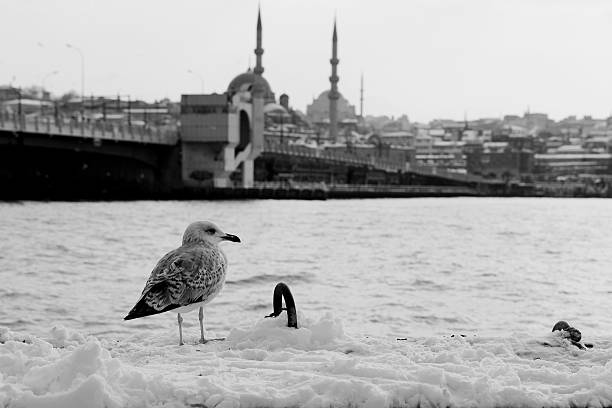 istock seagull near the golden horn 160585476