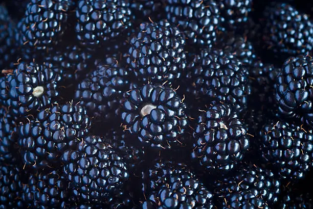 Sweet Blackberry berry closeup view background
