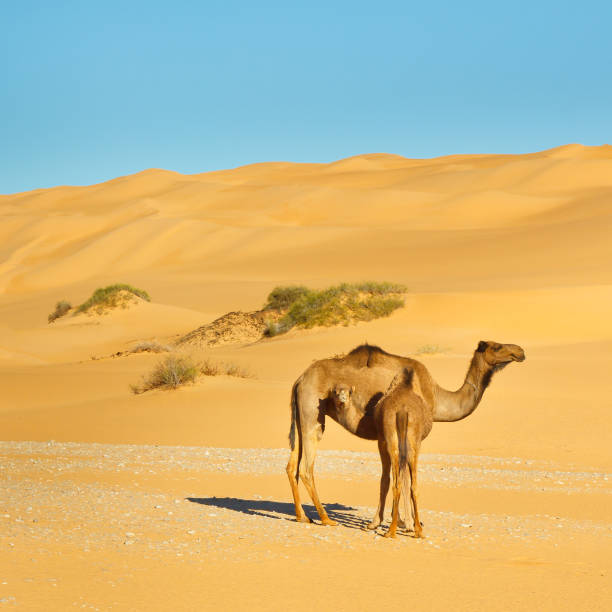 istock Mother and Baby Camel 160585998