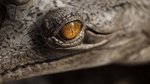 istock Eye of a mugger crocodile in Chitwan National Park 160586075