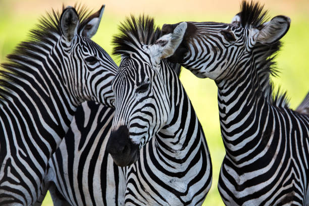 Zebras socialising and kissing A high resolution image of a zebra grazing on grass zebra photos stock pictures, royalty-free photos & images