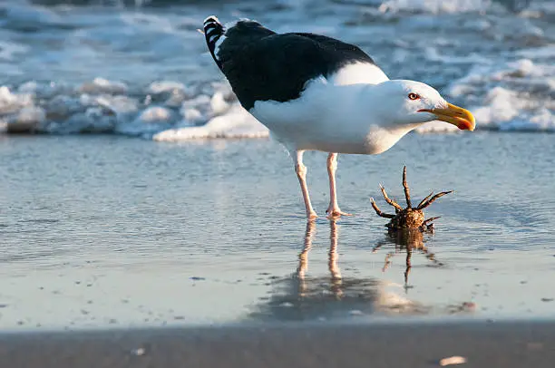 Seagull at the beach, ready to eat the crab