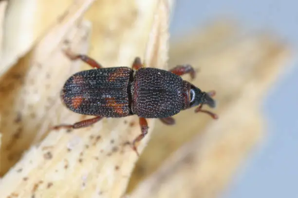 Photo of Rice weevil (Sitophilus oryzae), on a fragment of an ear of cereal.