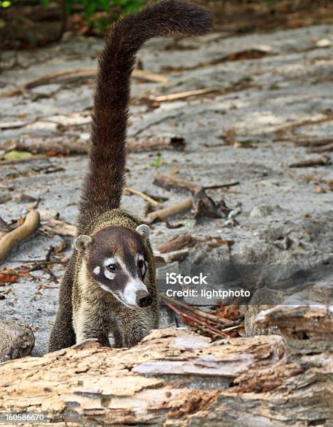 Whitenosed Coati With Long Tail Stock Photo - Download Image Now - Animal,  Animal Hair, Animal Wildlife - iStock