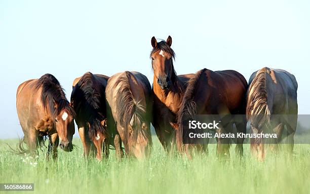 Gruppe Pferde Grasen Auf Der Wiese Stockfoto und mehr Bilder von Pferd - Pferd, Herde, Grasen