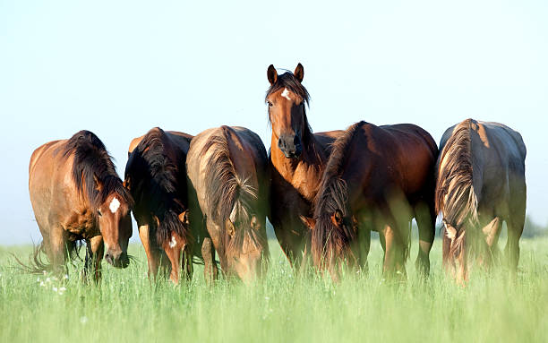 grupa koni paść się w łąka. - horse summer animal beautiful zdjęcia i obrazy z banku zdjęć