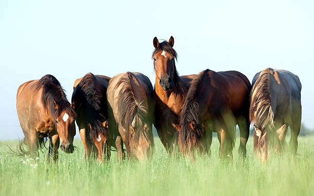 grupo de cavalo pastagens em um prado. - livestock horse bay animal imagens e fotografias de stock