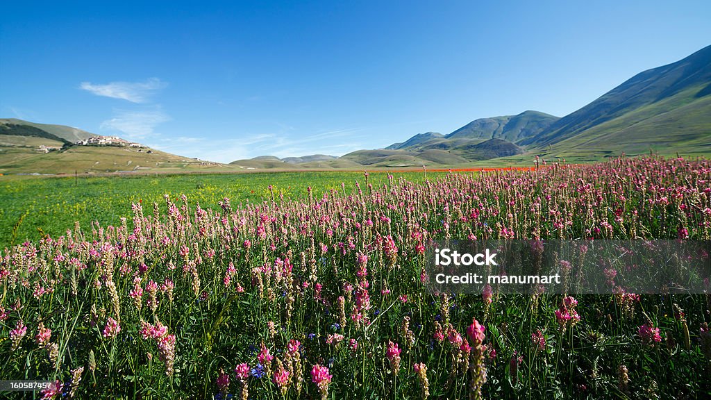 Der blühenden von Castelluccio di Norcia - Lizenzfrei Blume Stock-Foto