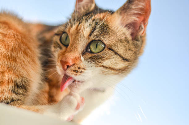 istock Cute cat taking a morning bath, with a tongue sticking out 1605875984