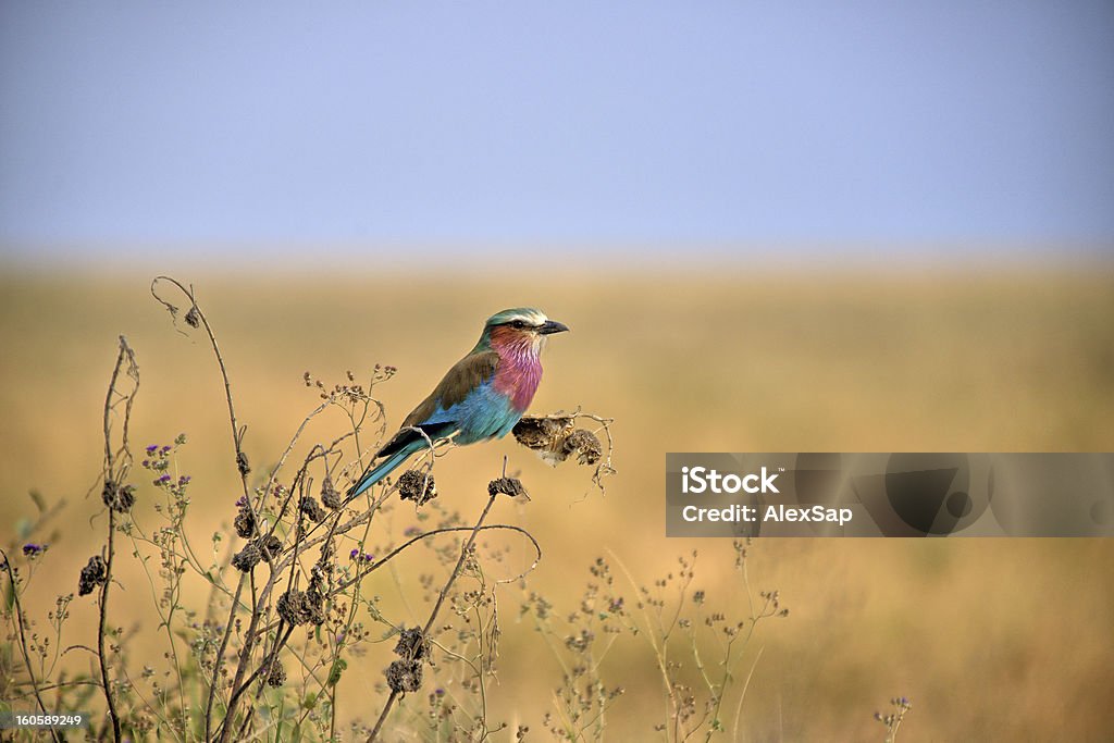 Bee-eater Ptak - Zbiór zdjęć royalty-free (Afryka)