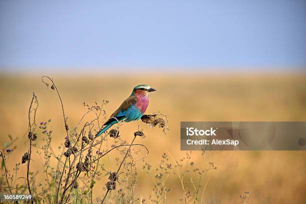 Beeeater Ptak - zdjęcia stockowe i więcej obrazów Afryka - Afryka, Czerwony, Dzikie zwierzęta