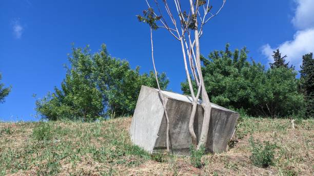 istock A large cube of concrete slid down the ground and rested against the tree, and it bent over time 1605892905