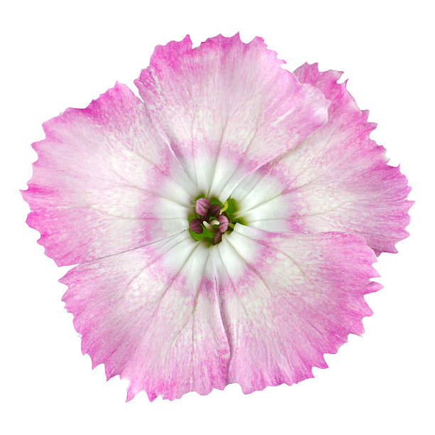 istock Macro of Pinks White wild flower Isolated 160589411