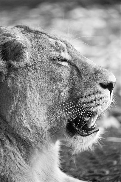 leonessa - lying down jungle cat big cat lioness foto e immagini stock
