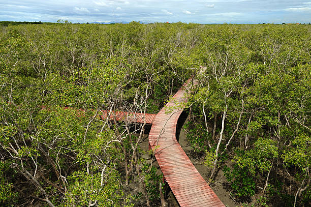 istock mangrove trail, thailand. 160589800