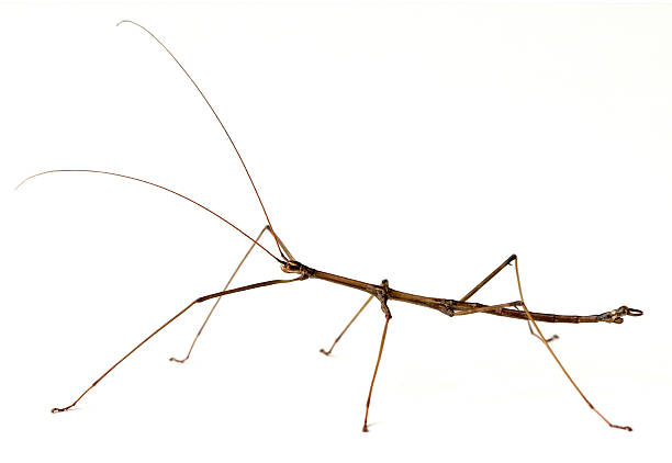 Stick Insect – Foto