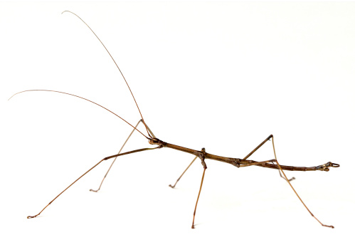 Northern Walkingstick Insect (Diapheromera fermorata) on a white background