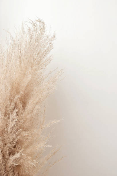 istock Dried pampas grass stem close up with soft shadow on neutral beige wall background, aesthetic minimalist floral bohemian pattern, wedding design template 1605909697