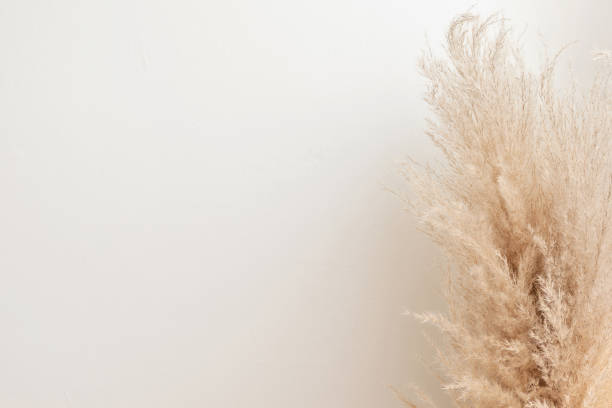 istock Aesthetic minimalist sustainable neutral background, dried pampas grass with soft blurry shadow on light beige wall 1605910721