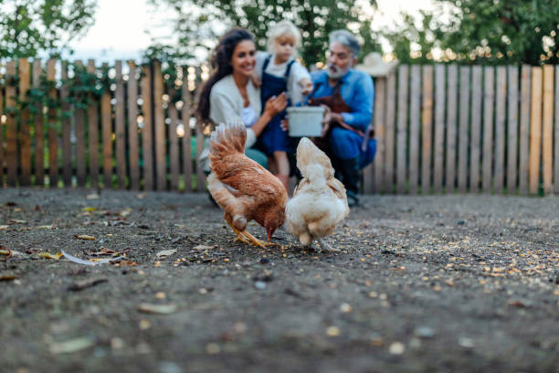 istock Chicken eating seeds in the garden 1605911618