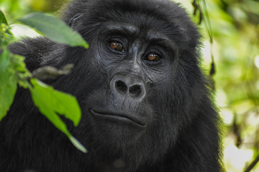 Portrait of a friendly western lowland gorilla (Gorilla gorilla gorilla) against a black background.