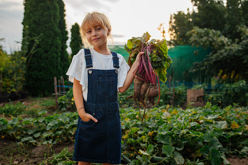 Little blonde girl posing after harvesting while holding freshly dug out beet in the garden
