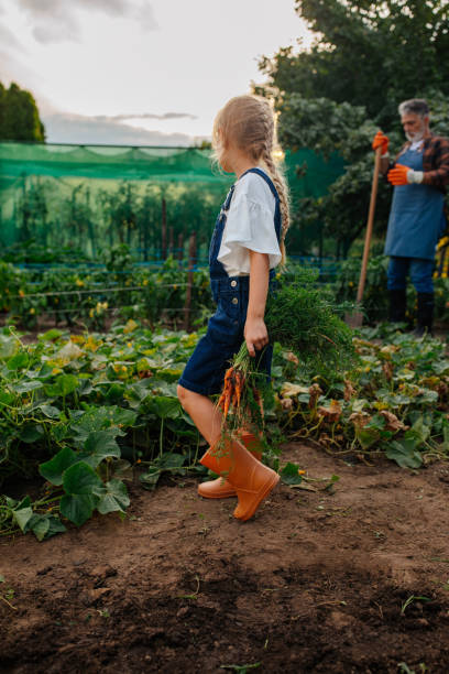 little girl carrying carrots in her grandfather garden - blond hair carrying little girls small imagens e fotografias de stock