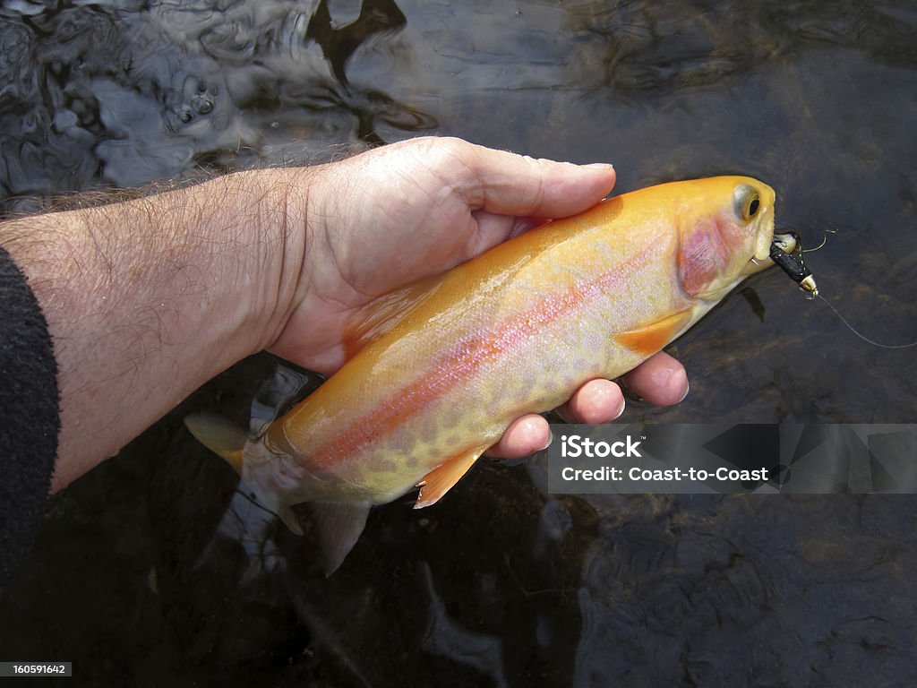 Golden pesca de truta - Foto de stock de Esporte royalty-free