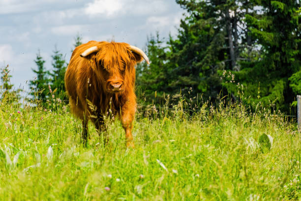 istock hairy cow close up shot in the nature 1605917496