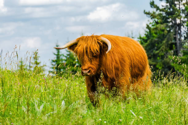 istock hairy cow close up shot in the nature 1605917518
