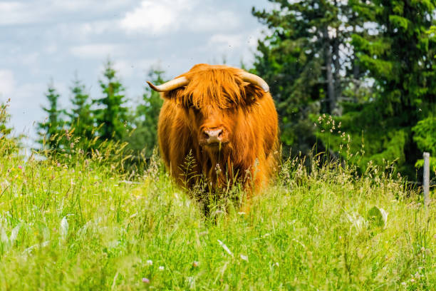 hairy cow close up shot in the nature