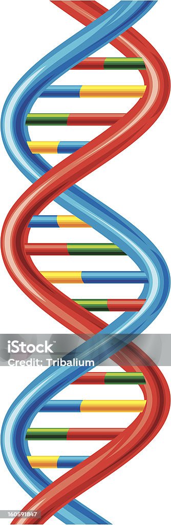 벡터 DNA 스트랜드 (구성표 디옥시리보핵산) - 로열티 프리 0명 벡터 아트