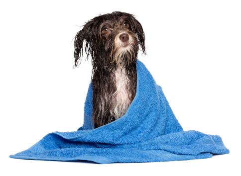 A wet dark chocolate havanese dog after the bath with a blue towel isolated on white background