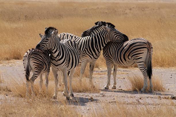 Carinhoso Zebras - foto de acervo