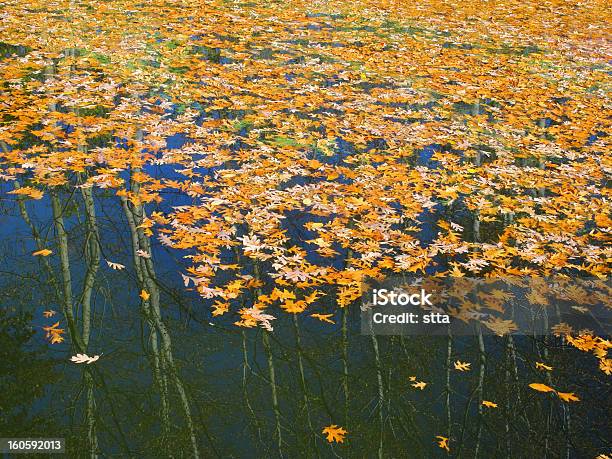 Colorido Leafs En Roble Oscuro Agua En El Otoño Foto de stock y más banco de imágenes de Agua - Agua, Aire libre, Amarillo - Color