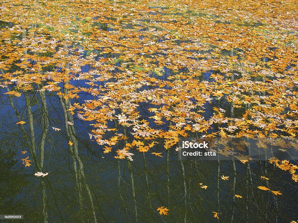 oak leafs colorées sur dark water à l'automne - Photo de Arbre libre de droits