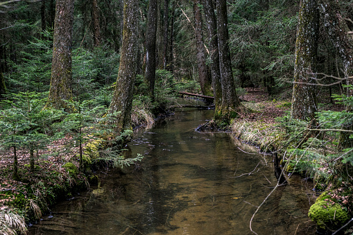 Moor stream in southern Bavaria near Lake Chiemsee