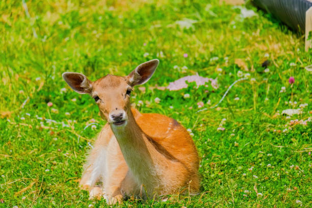 A charming portrait of a cute deer captured in a serene park setting. The deer is comfortably sitting on the lush green grass, gazing directly at the camera with a calm and curious expression. The natural background enhances the tranquil atmosphere, highlighting the gentle demeanor of the deer. This beautiful scene encapsulates the peaceful coexistence of wildlife within the park's environment, providing a glimpse into the deer's world.