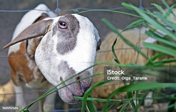 Hambre Ovejas Extracciones Hocico Para El Césped Foto de stock y más banco de imágenes de Alimentar - Alimentar, Animal, Animales en cautiverio