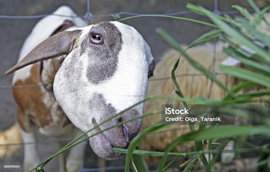 Com fome ovinos puxa focinho para o gramado - Foto de stock de Alimentar royalty-free