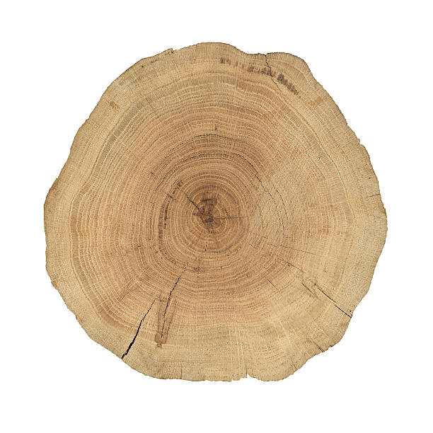 sección transversal de madera - tree ring fotografías e imágenes de stock