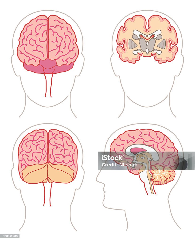 Cervello anatomia - arte vettoriale royalty-free di Punto di vista frontale