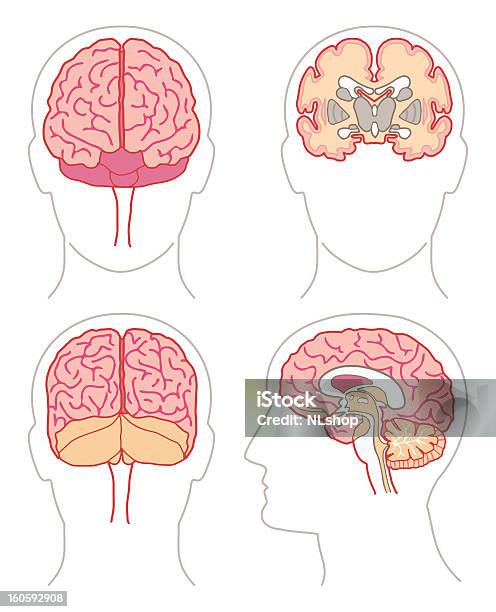 Cervello Anatomia - Immagini vettoriali stock e altre immagini di Punto di vista frontale - Punto di vista frontale, Profilo - Vista laterale, Lobo