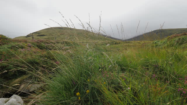 summer grass in the wind against mountain background