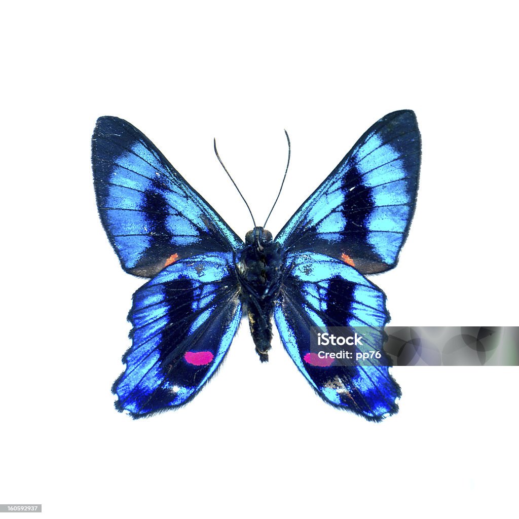 Borboleta em um fundo branco em alta definição - Royalty-free Animal Foto de stock