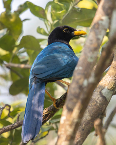 istock yucatecan chara singing in a tree in the field 1605929717
