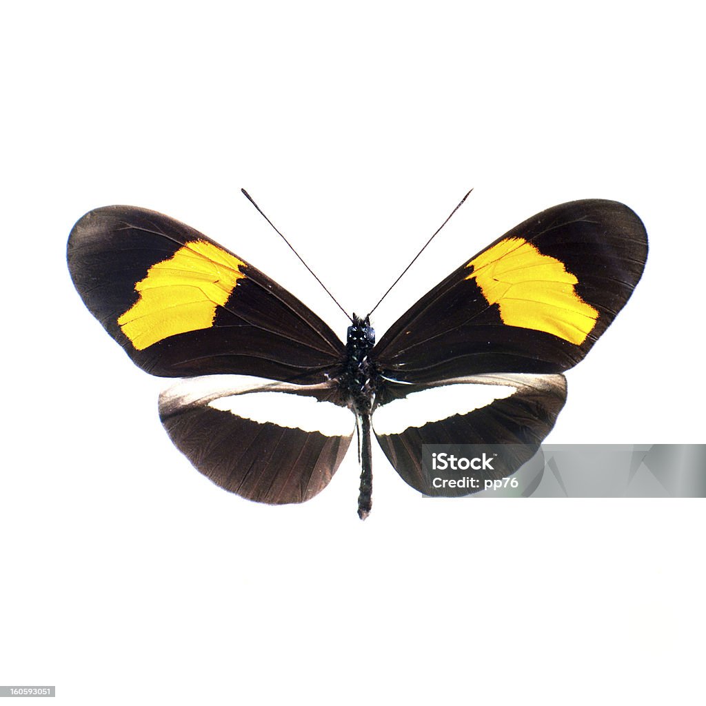 Borboleta em um fundo branco em alta definição - Royalty-free Animal Foto de stock